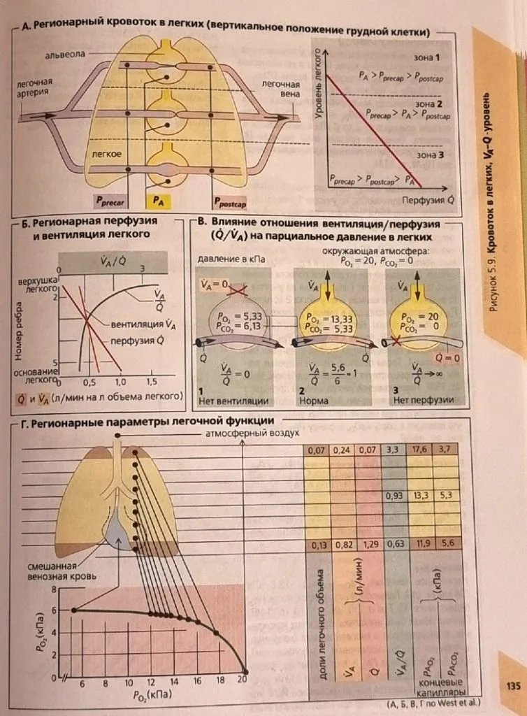 Slow, Low Breathing: A Physicist’s Explanation from the Kitchen and the Textbook